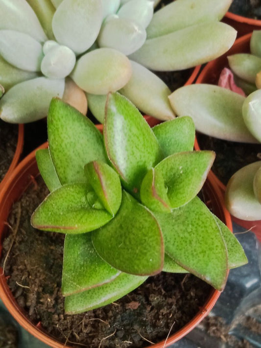 Planta Crassula Talisma Ø5 Suculenta_0