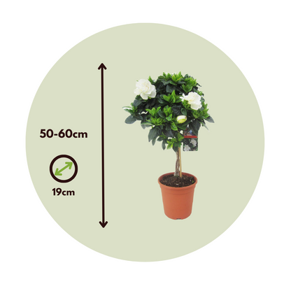 Jazmín De Arabia - 2 Pzs - Gardenia Jasminoides - Altura 50-60cm - ⌀19cm_2