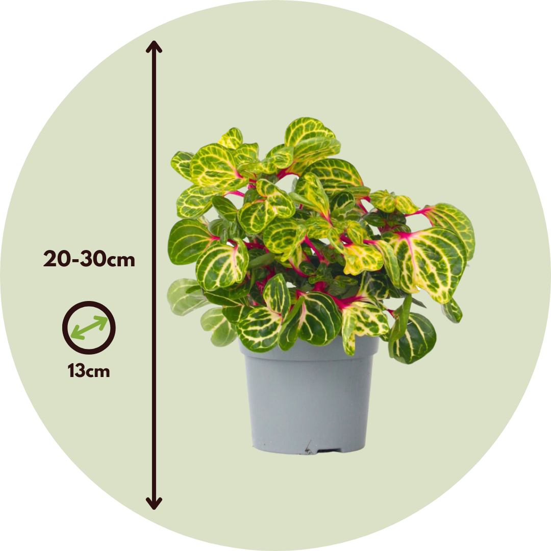 Iresina - Iresine Herbstii - Altura 20-30cm - ⌀13cm_2