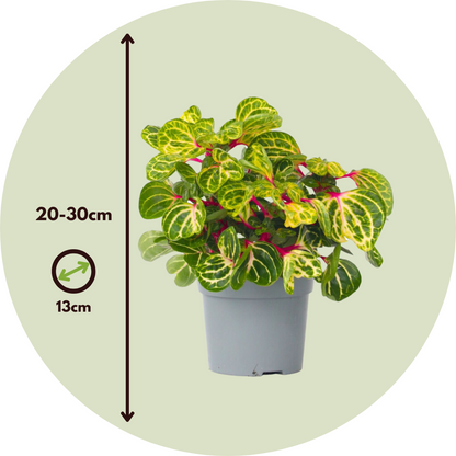 Iresina - Iresine Herbstii - Altura 20-30cm - ⌀13cm_2