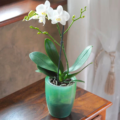 Maceta Coubi Orchid 2,4l., Dimensiones (mm) 160x160x183, Color Violeta Transparente