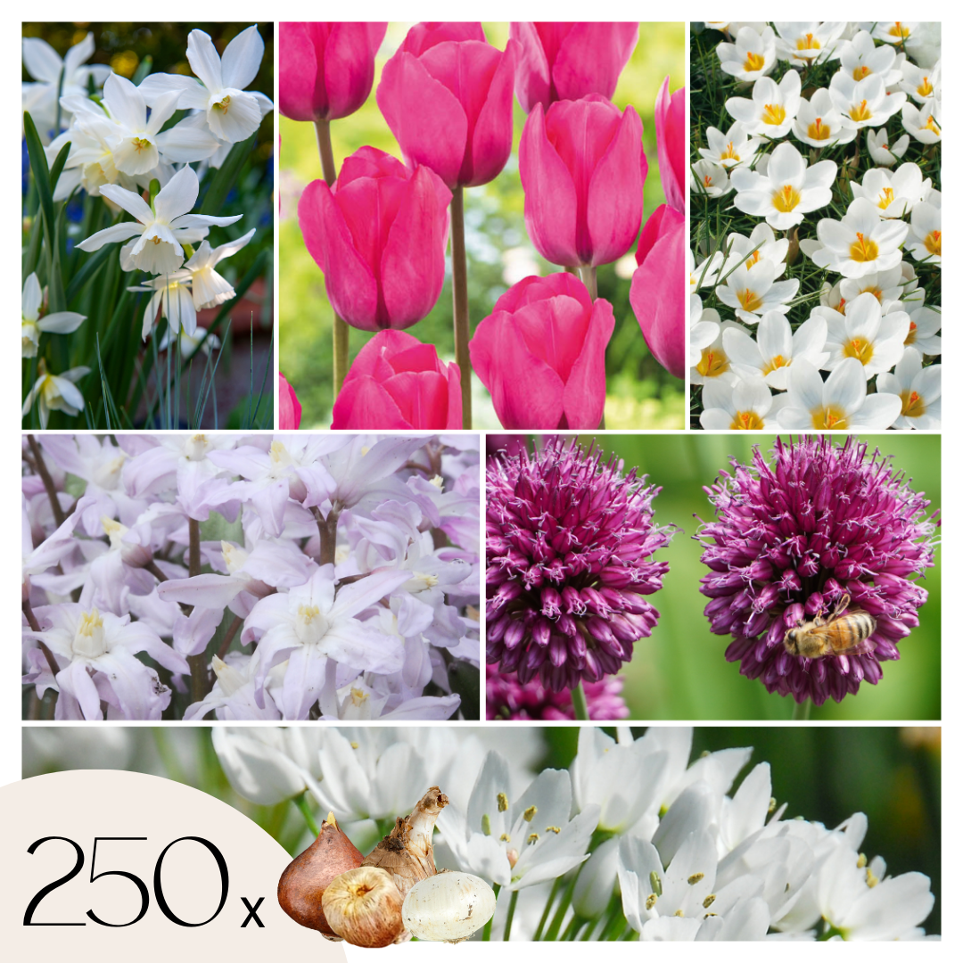 Mezcla De Bulbos De Flor - 250 Pzs - Púrpura_0