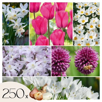Mezcla De Bulbos De Flor - 250 Pzs - Púrpura_0