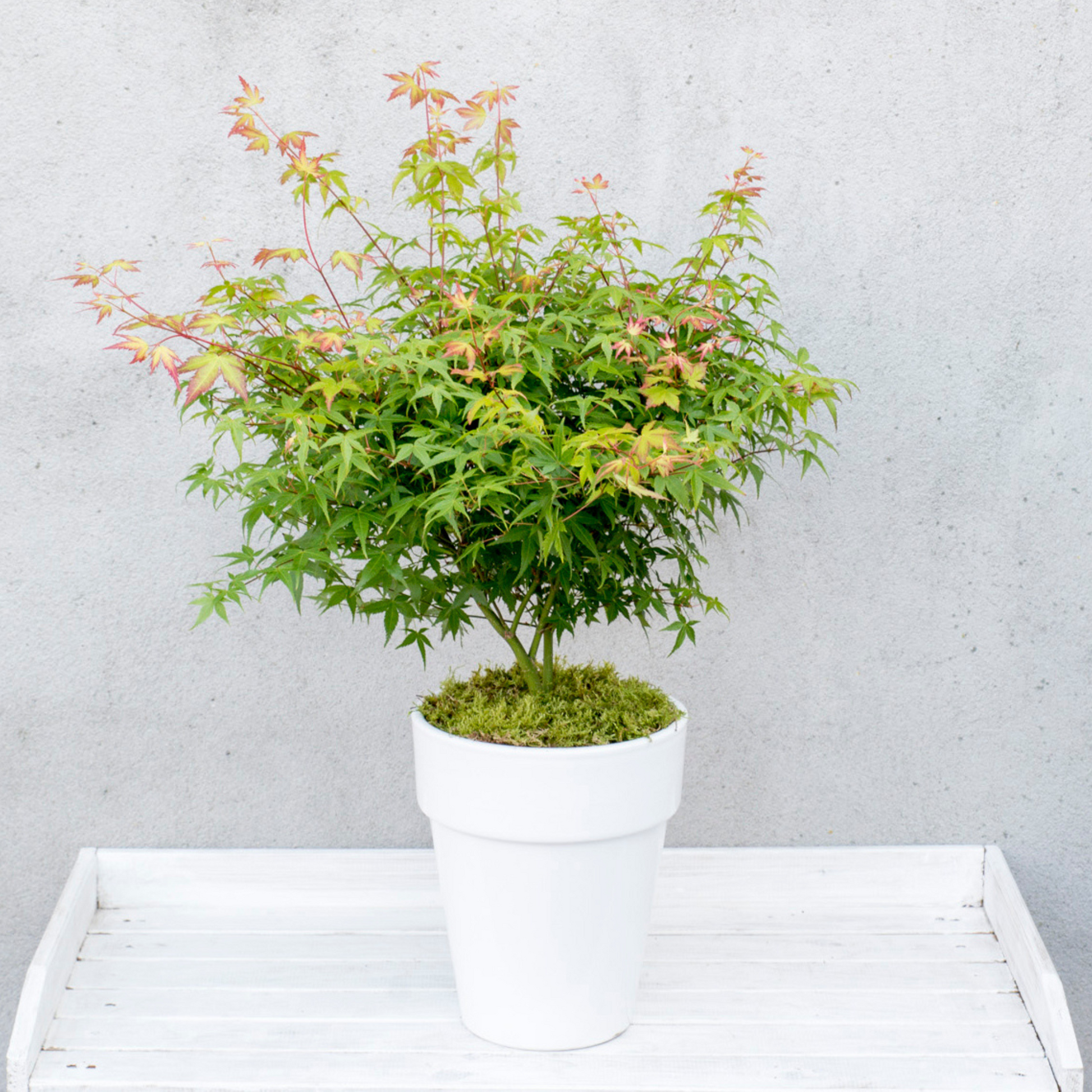 Arce Japonés - Acer Palmatum 'little Princess' - Altura 45-55cm - ⌀19cm_4