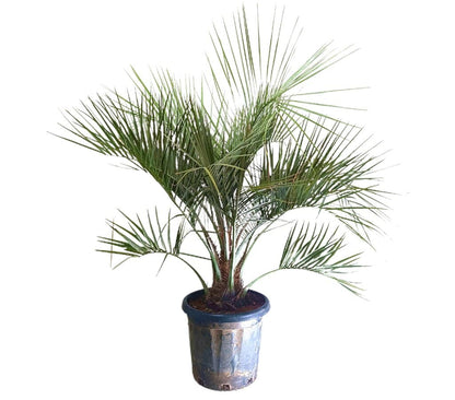 Butia Capitata M37 120-140cm_1
