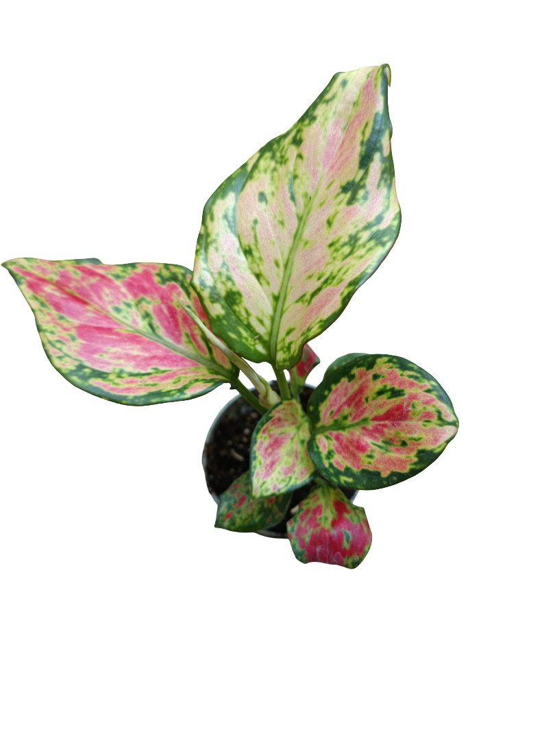 Aglaonema Red Valentine Planta De Interior Ø6_0