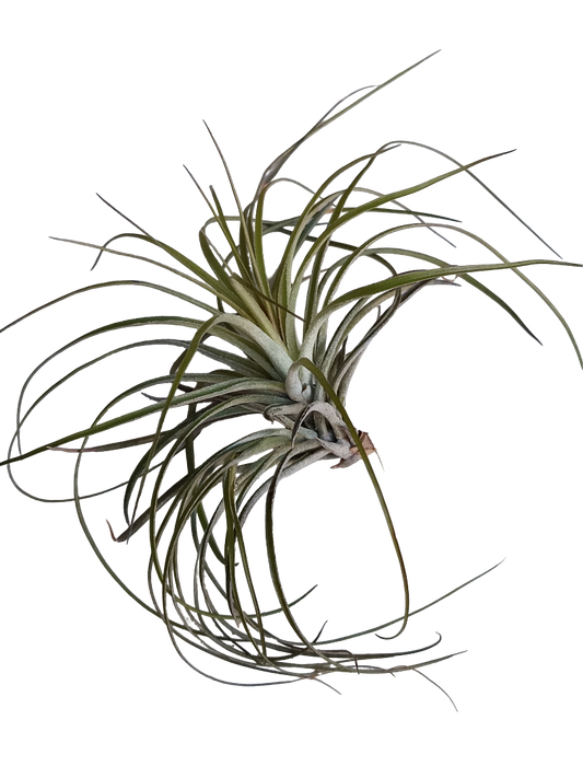 Tillandsia Stricta Planta Clavel Del Aire_0