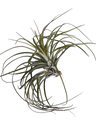Tillandsia Stricta (planta Aérea)