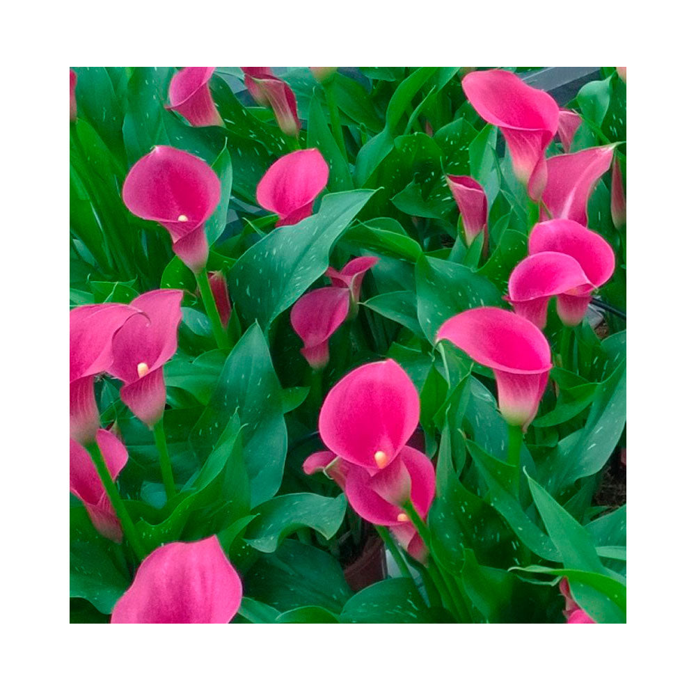 1 Bulbo Zantedeschia 'cheerio' Cala Rosa_0