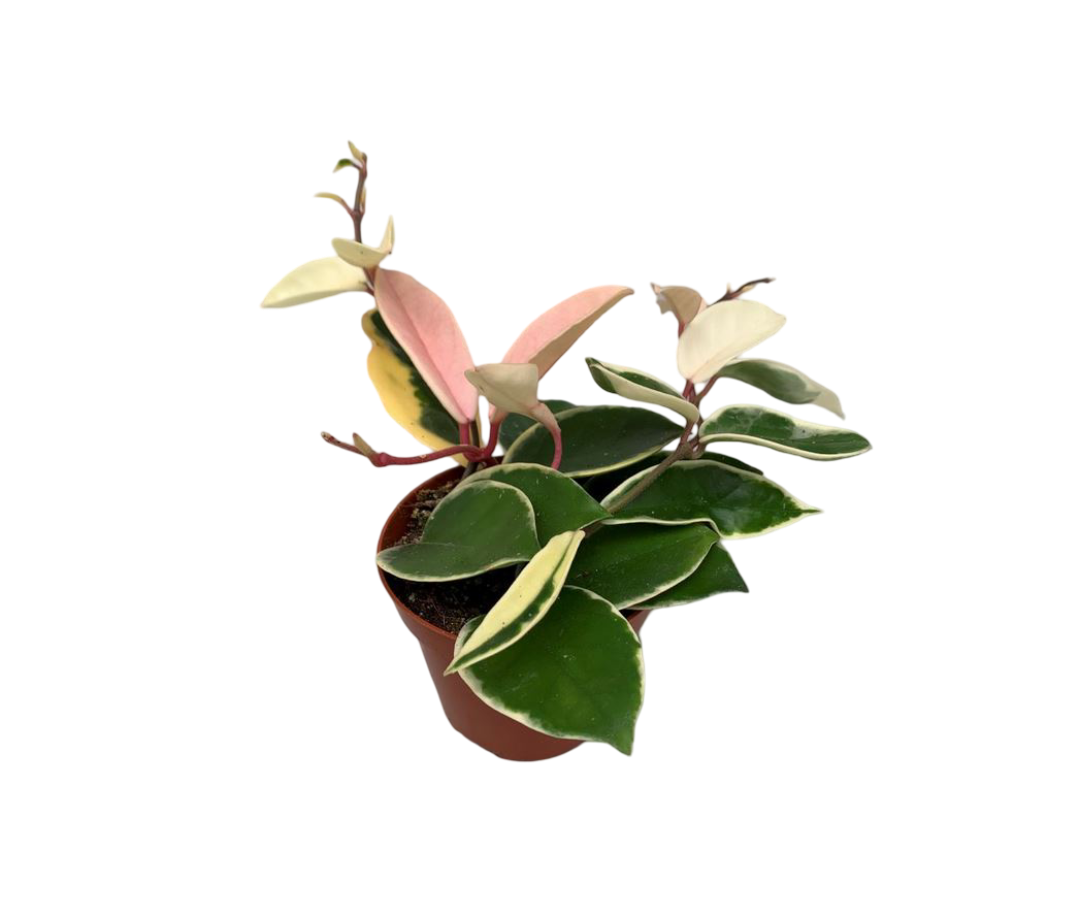 Hoya Krimon Queen Planta Suculenta Colgante Flor De Cera Ø9_0
