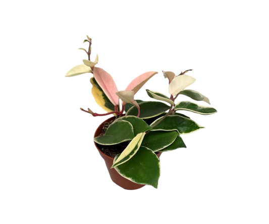 Hoya Krimon Queen Planta Suculenta Colgante Flor De Cera Ø9_0