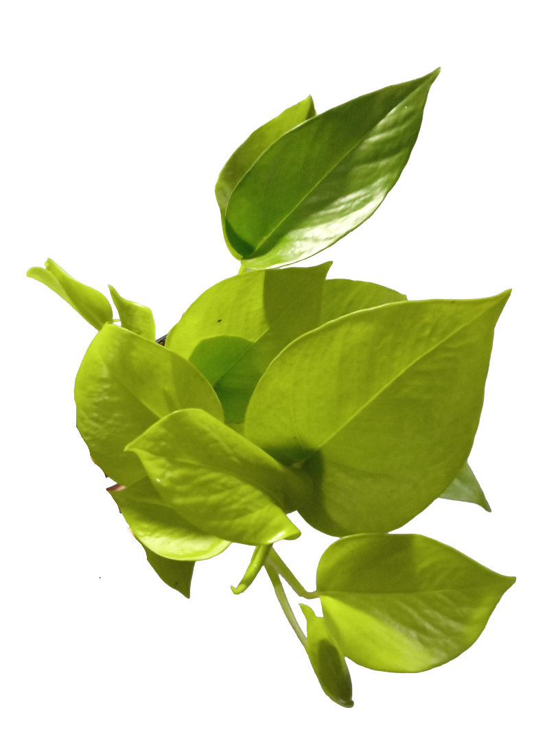 Epipremnum Golden Pothos Planta De Interior Ø12 Colgante_0