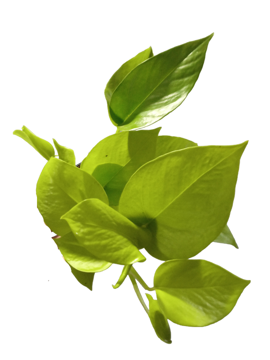 Epipremnum Golden Pothos Planta De Interior Ø12 Colgante_0