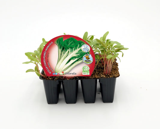 Pack Plantones Acelga Verde Penca Ancha 12 Ud. Natural - Fitoralia_0