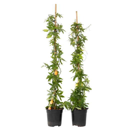 Pasionaria Azul - 2 Pzs - Passiflora Caerulea - Altura 110-120cm - ⌀17cm_0