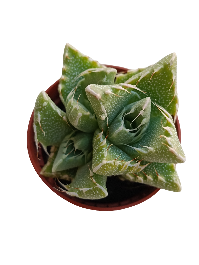 Faucaria Tigrina Planta Suculenta Ø5 Cm No Pincha_0