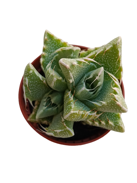 Faucaria Tigrina Planta Suculenta Ø5 Cm No Pincha_0