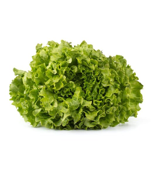 Plantón Lechuga Hoja De Roble Verde (10 Unidades)_0