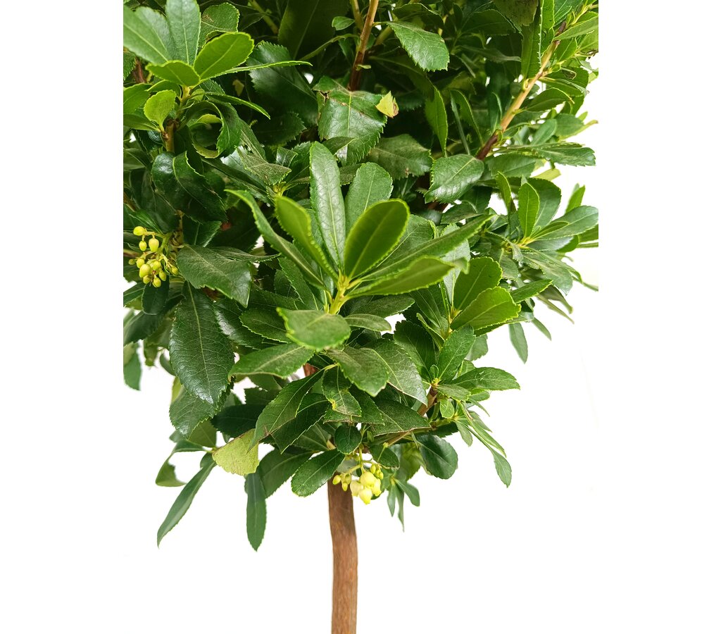 Madroño Copa M35 160-180cm (arbutus Unedo)_1