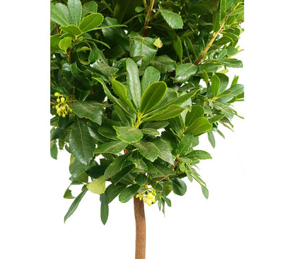 Madroño Copa M35 160-180cm (arbutus Unedo)_1