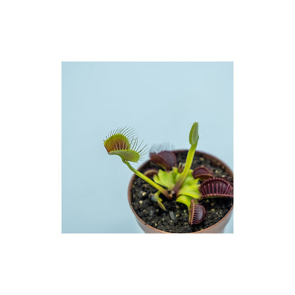 Vaso com plantas carnívoras Dionaeas Pack