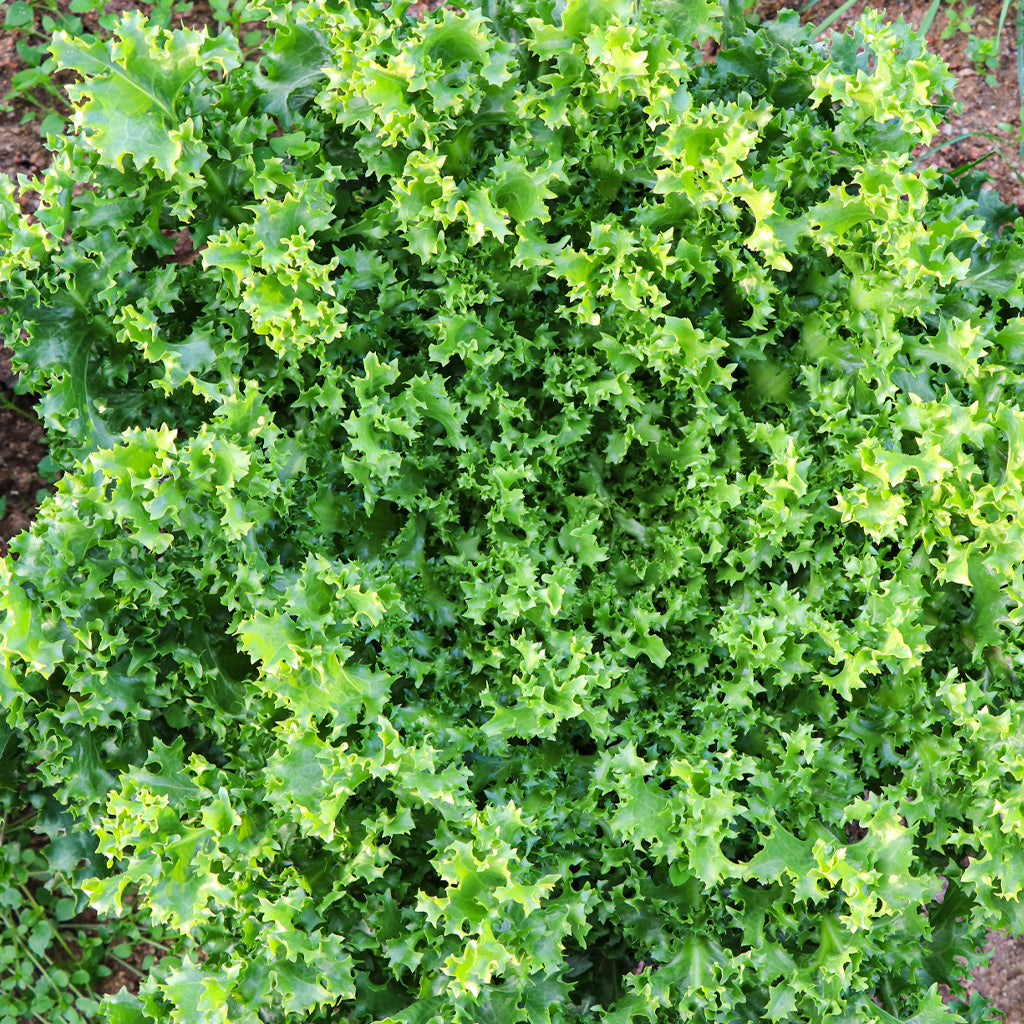Plantón Escarola Rizada - PlantaBo_2
