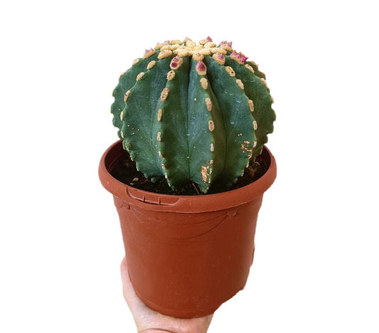 Ferocactus Glaucensens M17_0