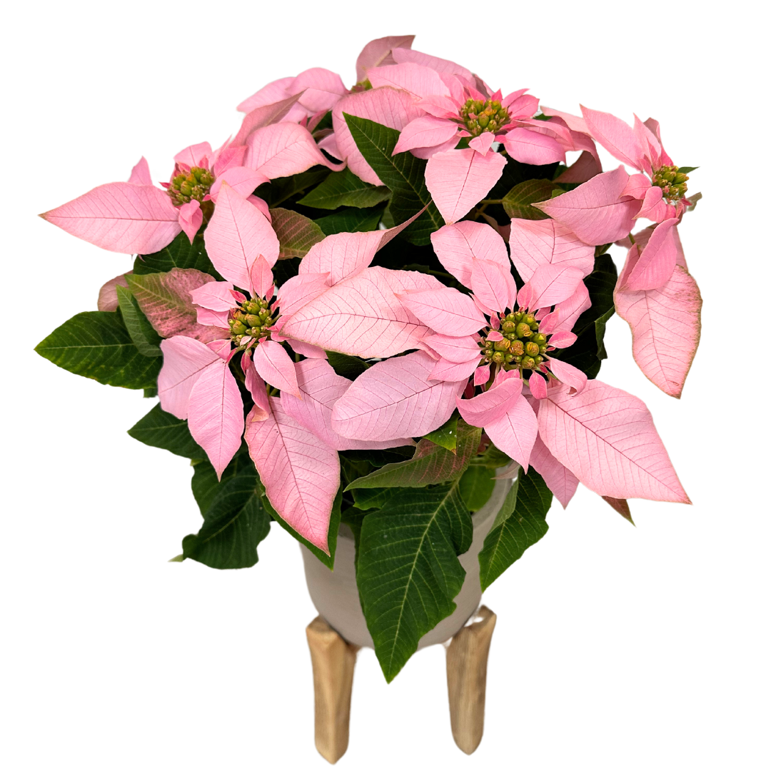 Poinsettia Princettia Rosa M14: Elegancia Y Dulzura Para Tu Navidad M14_0