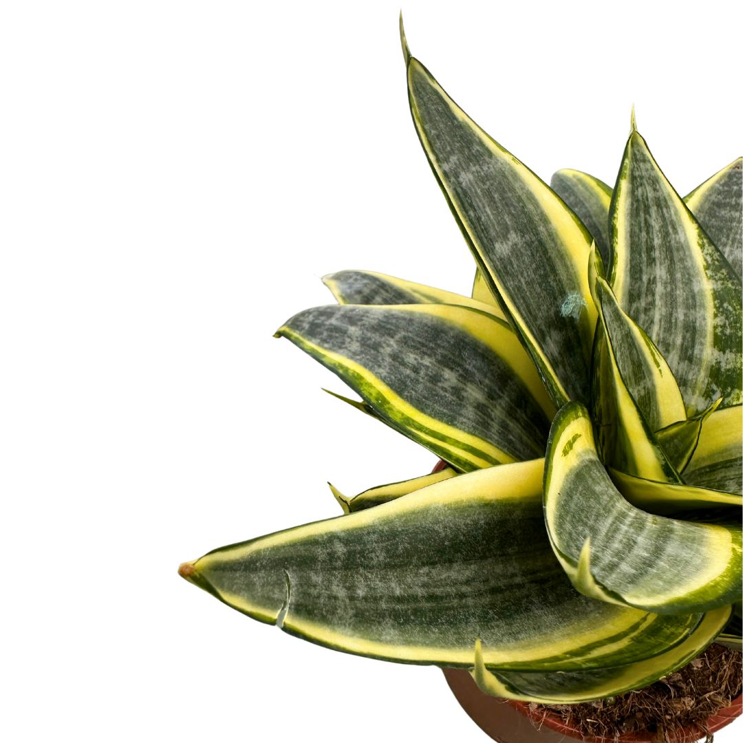 Mini Sansevieria Laurentii Lengua De Suegra M9_1