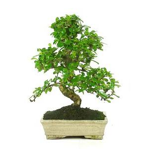 Bonsai Carmona microphylla 10 anos