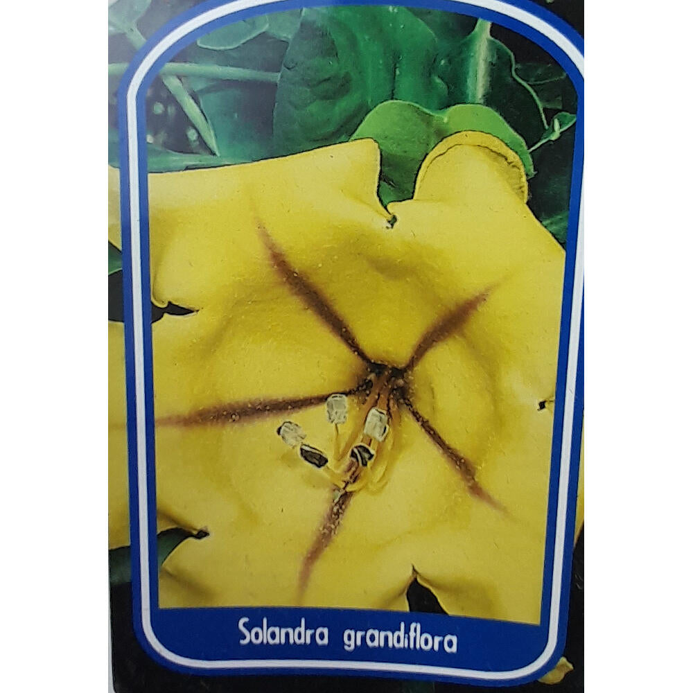 Solandra Grandiflora 180cm M20_1