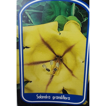 Solandra Grandiflora 180cm M20_1
