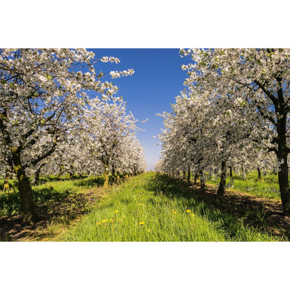 Arbochar - Enmienda con biochar para árboles- LivingChar 40L_2