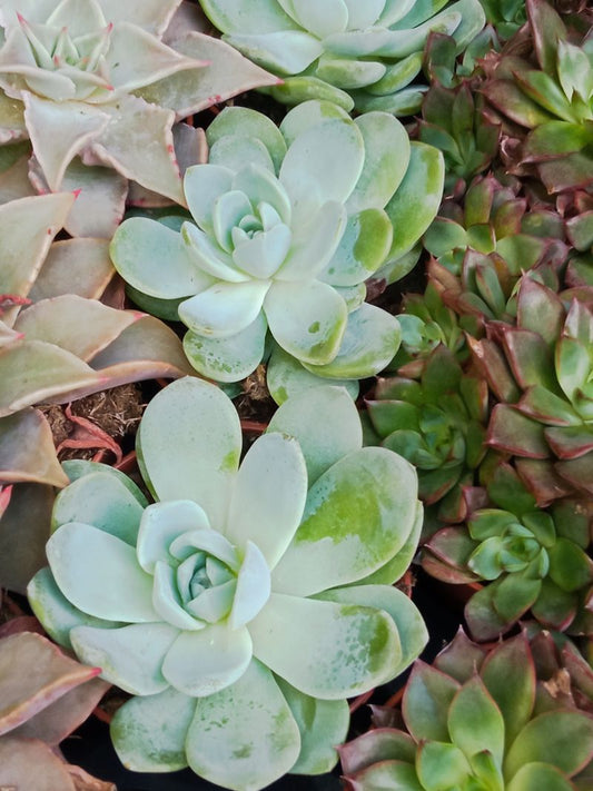 Suculentas Y Cactus Variedad #23 Planta Sin Id_0