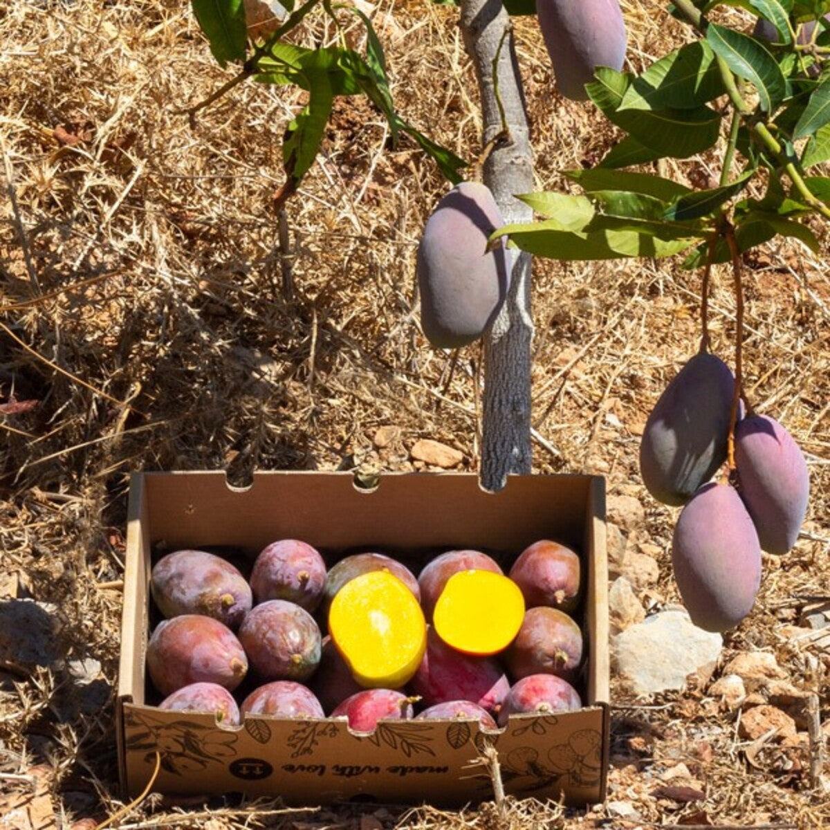 Mangos Ecológico Osteen Caja De 2kg_2