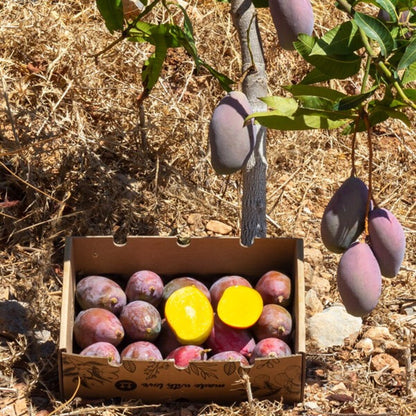 Mangos Ecológico Osteen Caja De 2kg_2
