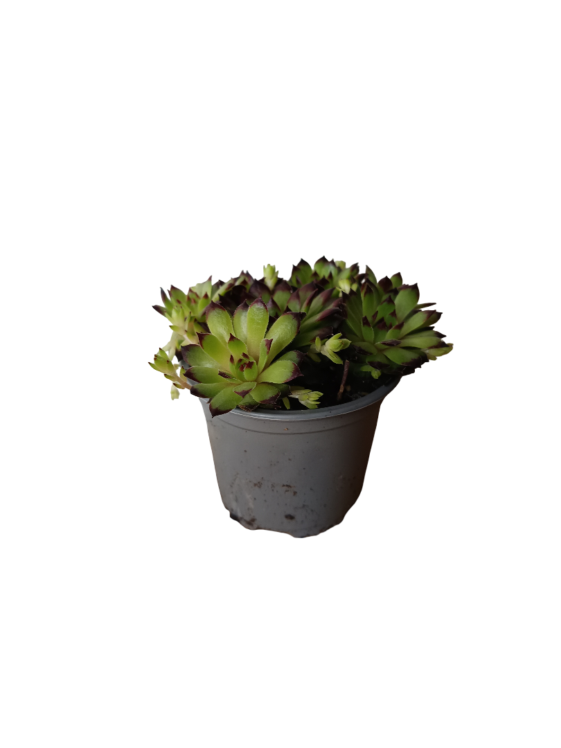 Sempervivum Mix Variedad 4 Planta De Sol Ø8_0