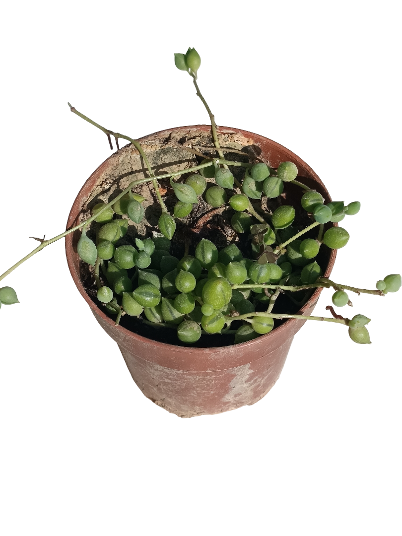 Senecio Rosario Planta Suculenta Colgante Ø8 Cm_0