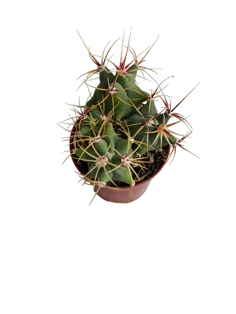 Ferocactus Histrix Cactus Planta Natural Ø5_0