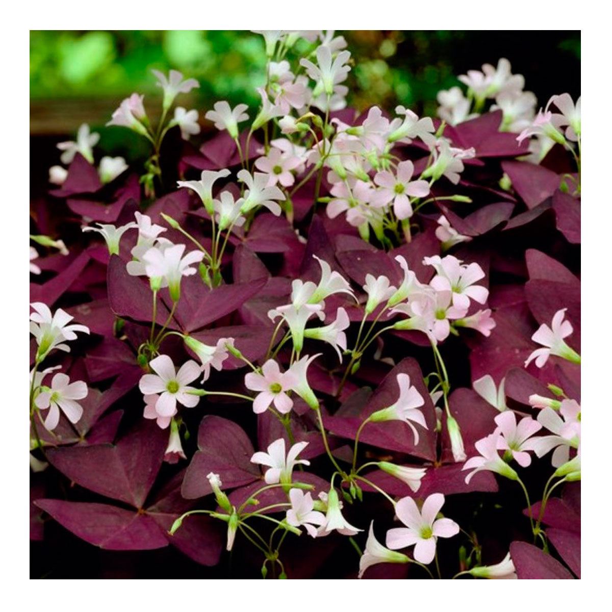 10 Bulbos Oxalis Mijke Planta Mariposa_0