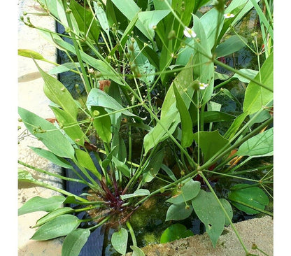 Alisma Plantago Acuática_0