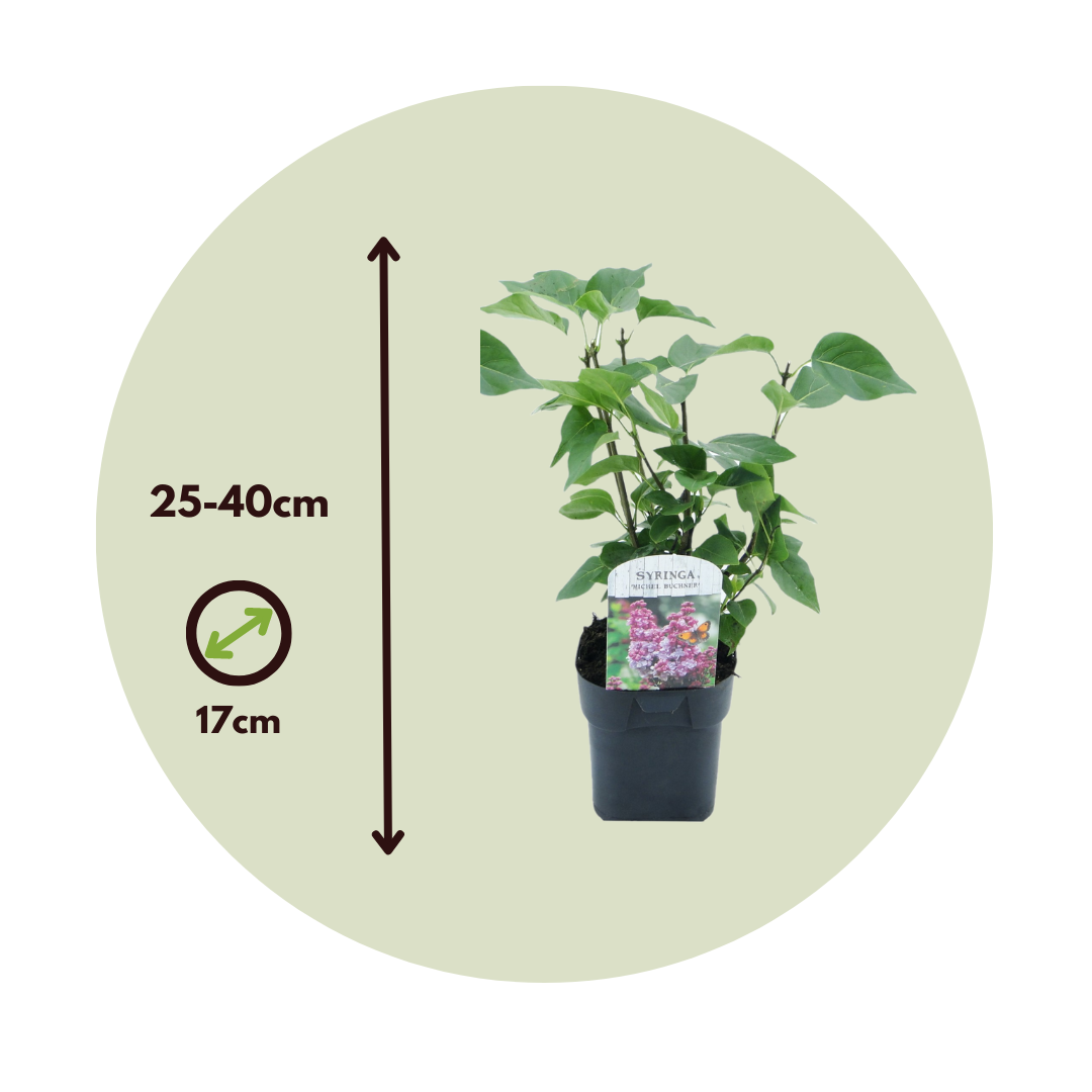 Lila - 4 Pzs - Syringa Vulgaris 'michel Buchner' - Altura 25-40cm - ⌀17cm_2