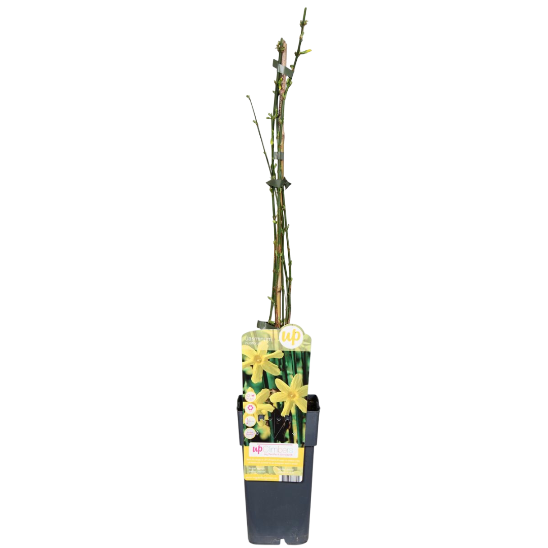 Jazmin Amarillo Planta Trepadora Con Flores Amarillas Ø15_0