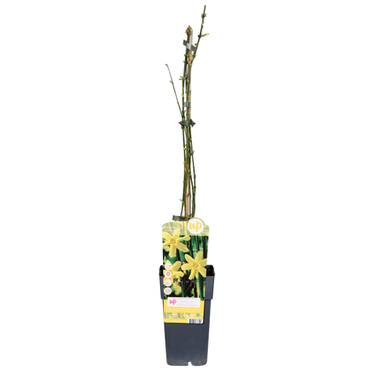 Jazmin Amarillo Planta Trepadora Con Flores Amarillas Ø15_0