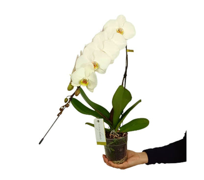 Orquídea Phalaenopsis Formidablo M12_0