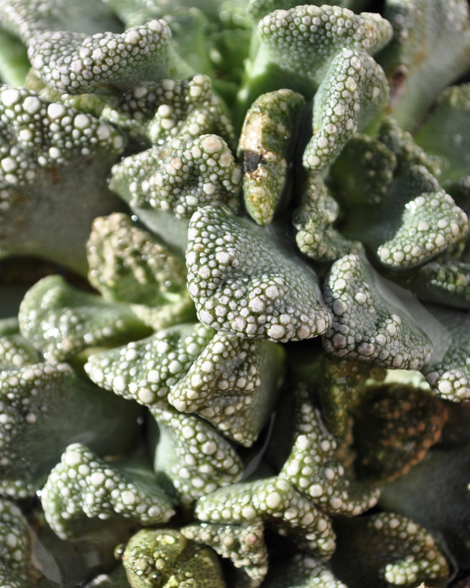 Titanopsis Calcarea [mediana]; Hoja De Cemento, Planta Piedra; Curiosarium; Diámetro Maceta 8,5 Cm_3