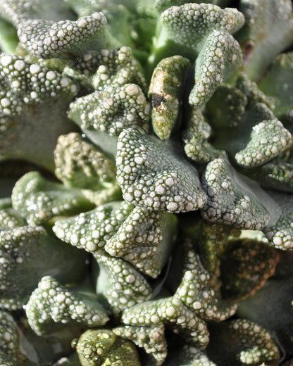 Titanopsis Calcarea [mediana]; Hoja De Cemento, Planta Piedra; Curiosarium; Diámetro Maceta 8,5 Cm_3