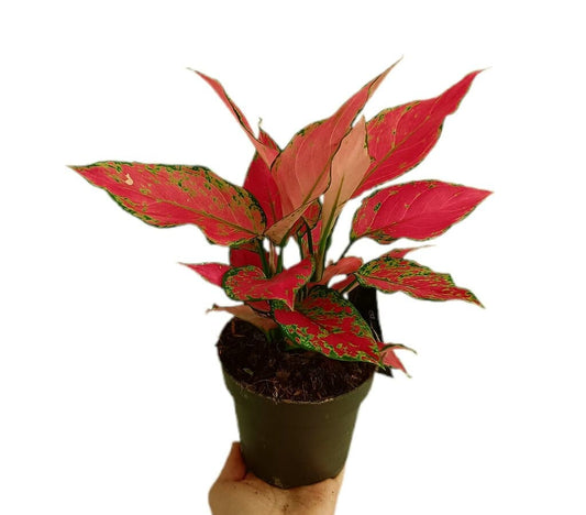 Aglaonema Cherry Babe M15_0