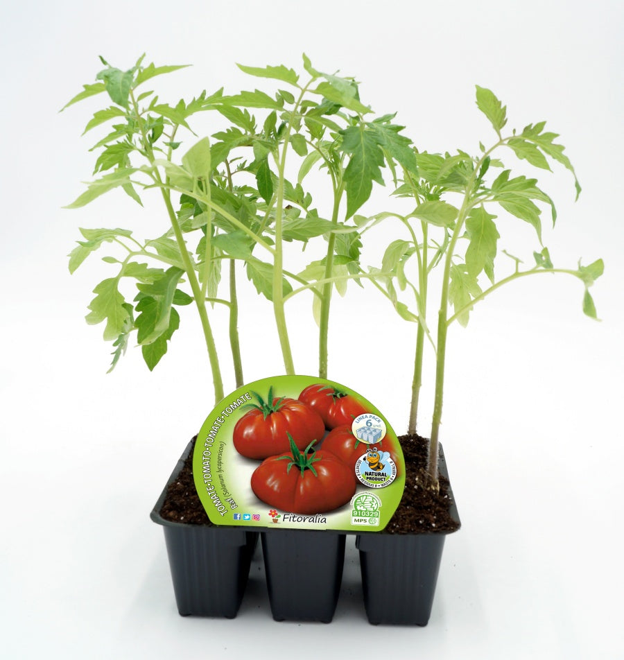 Pack Plantones Tomate Raf 6 Ud.  Natural - Fitoralia_0