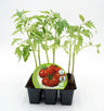 Pack Plantões De Tomate Raf 6 Un. Natural - Fitoralia